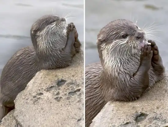 荷兰动物园4岁水獭走红 得到食物祈祷感谢