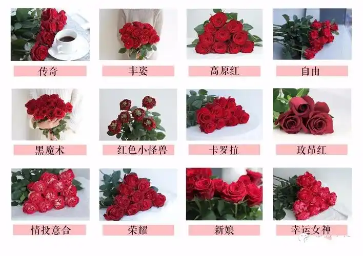 玫瑰品种之传奇