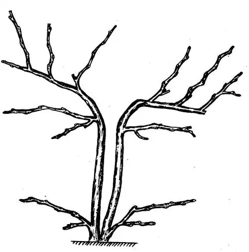 什么是葡萄的"高,宽,垂"树形?如何修剪?