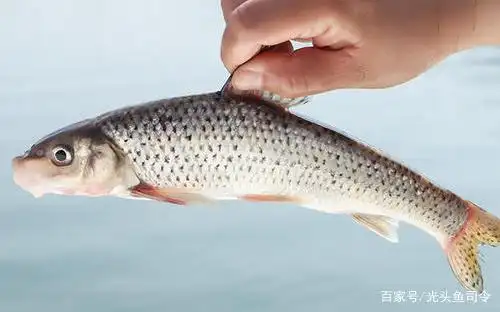 鱼中"仙子"——花骨鱼,浑身带花,吃起来很嫩,吃钩凶猛