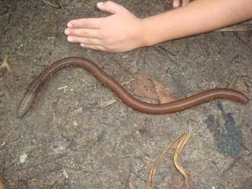 2米长的巨型蚯蚓用来钓鱼结果会不会把鱼都给吓跑了