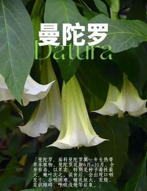 曼陀罗花:美丽与危险并存的植物