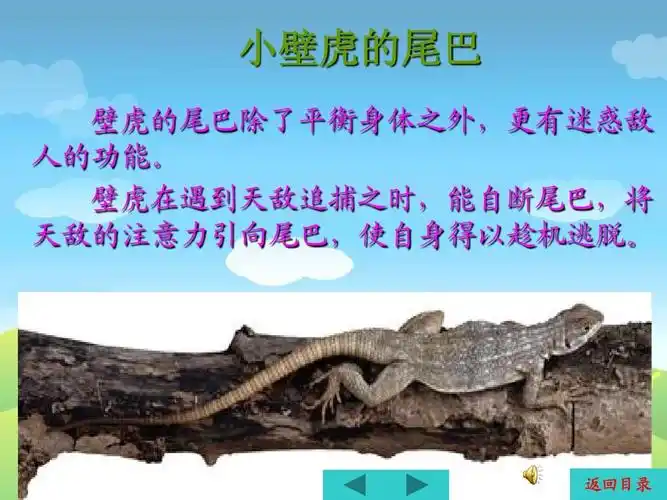 动物尾巴的妙用ppt