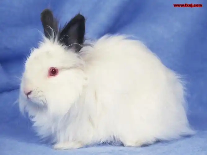 出售肉兔獭兔种兔宠物兔