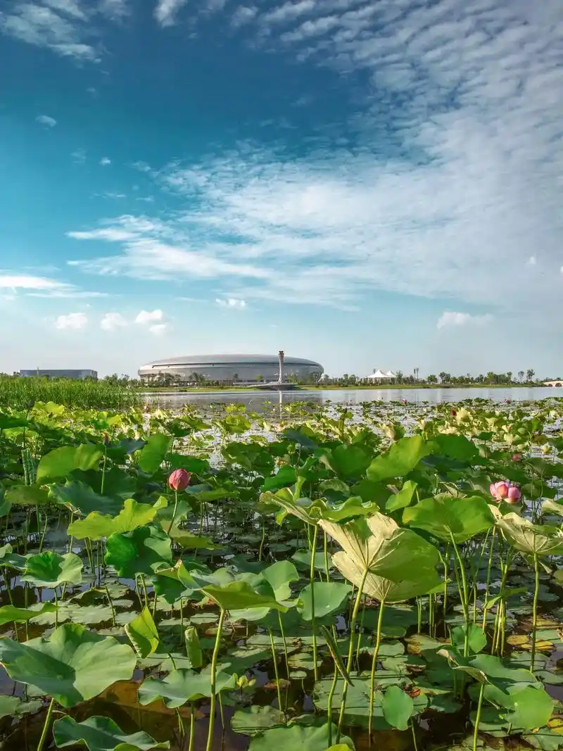 东安湖书香广场荷花