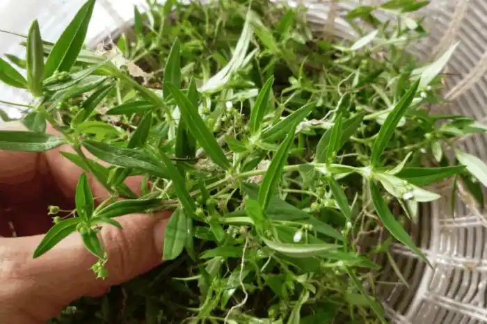 每天用白花蛇舌草泡水喝,一段时间后,身体发生了5大变化!