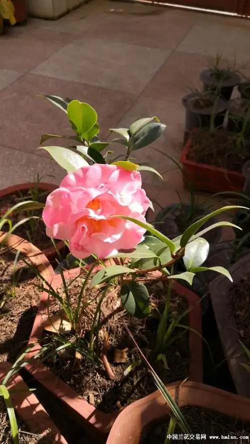 2019开品——梦30-茶花篇-中国兰花交易网社区