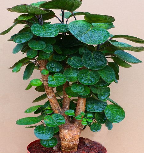 金钱兜圆叶福禄盆栽阳台客厅发财树树桩盆景四季绿植