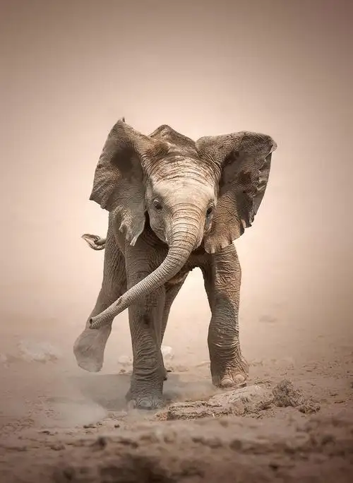 褐色埃托沙国家公园沙漠上行走的小象动物