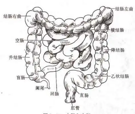 p>肠道是人体重要的消化器官.