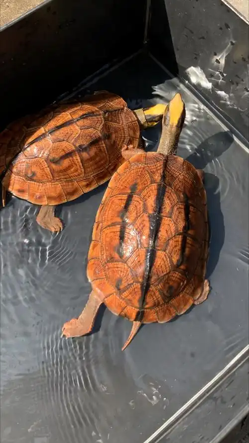 金钱龟#金钱龟是广东土豪的首选宠物,家里办公室鱼缸首选,好玩貉