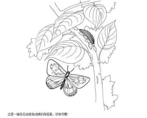 画简笔画蛹蝴蝶成长过程图简笔画蝴蝶蛹简笔画彩色蝴蝶成长过程图简笔