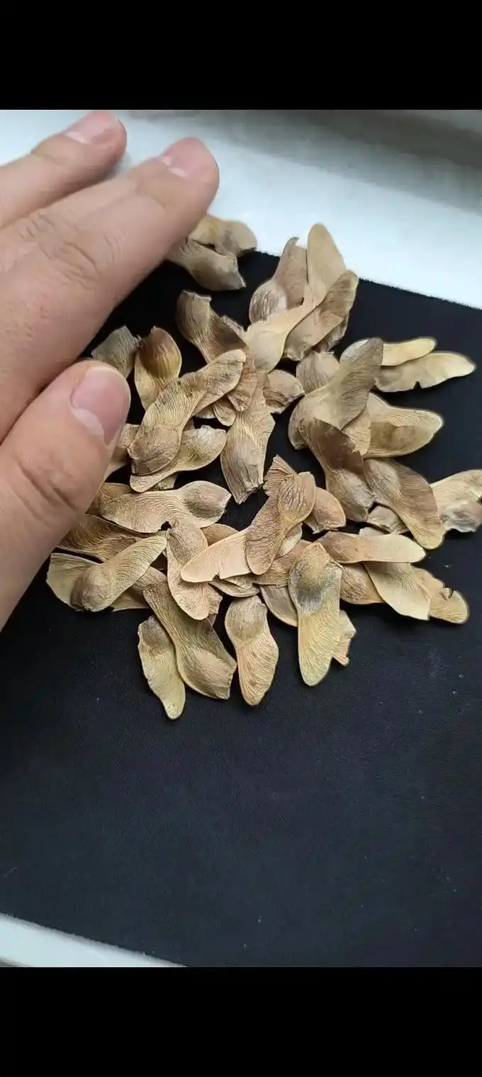 元宝枫种子厂家联系方式#元宝枫种子.