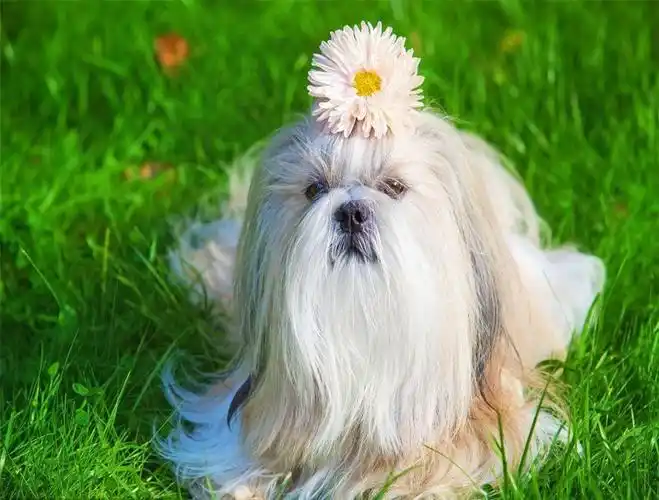 西施犬应该怎么进行喂养? – 宠物生活网