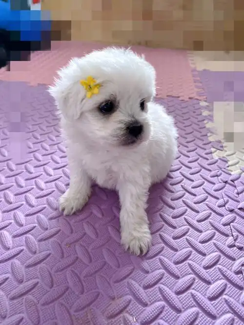 小比熊串串找领养