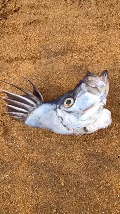 发现这样一只怪物鱼