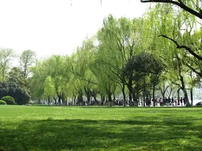 更新时间:2014-03-22 颜色分 绿色 关键词:  柳浪闻莺 西湖十景 杭州