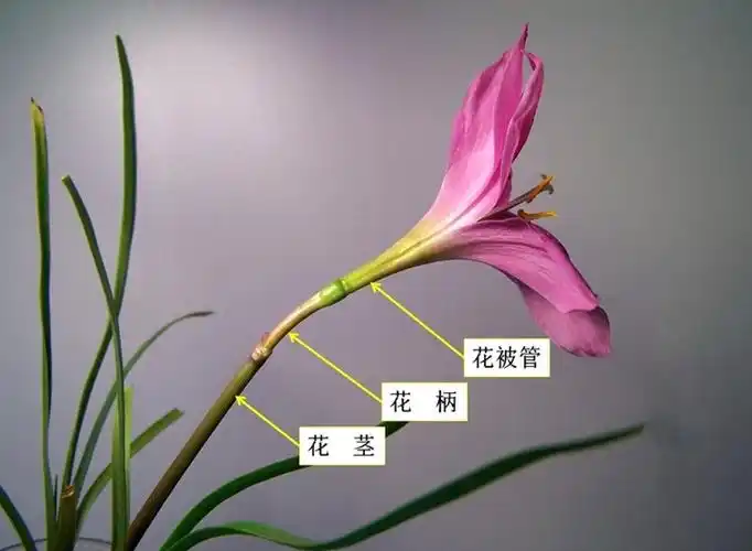 稳匠葱兰种球花苗风雨兰韭兰花韭菜莲石蒜花种四季