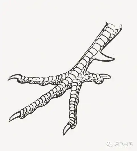 老阿更 书画篆刻吧     禽鸟的脚,身体小者细而硬,宛若钢丝,身体大者