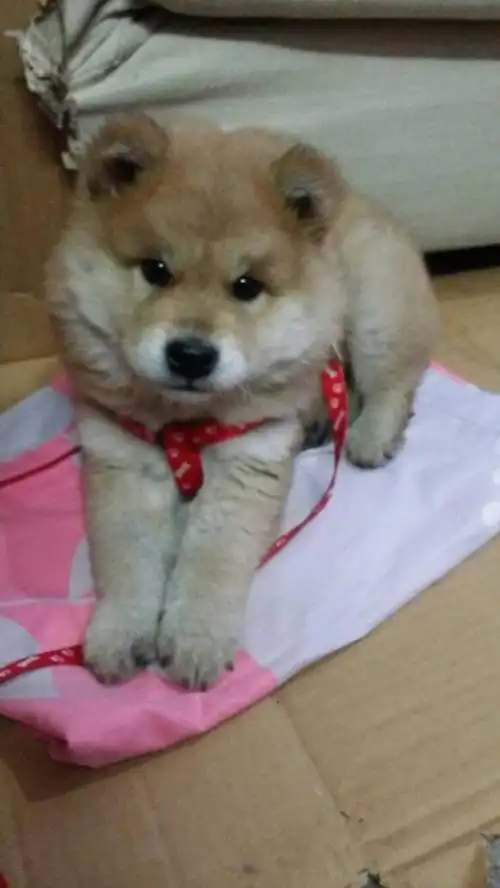 是柴犬吗?还是杂交?