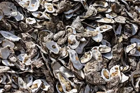 牡蛎壳堆关闭图片素材