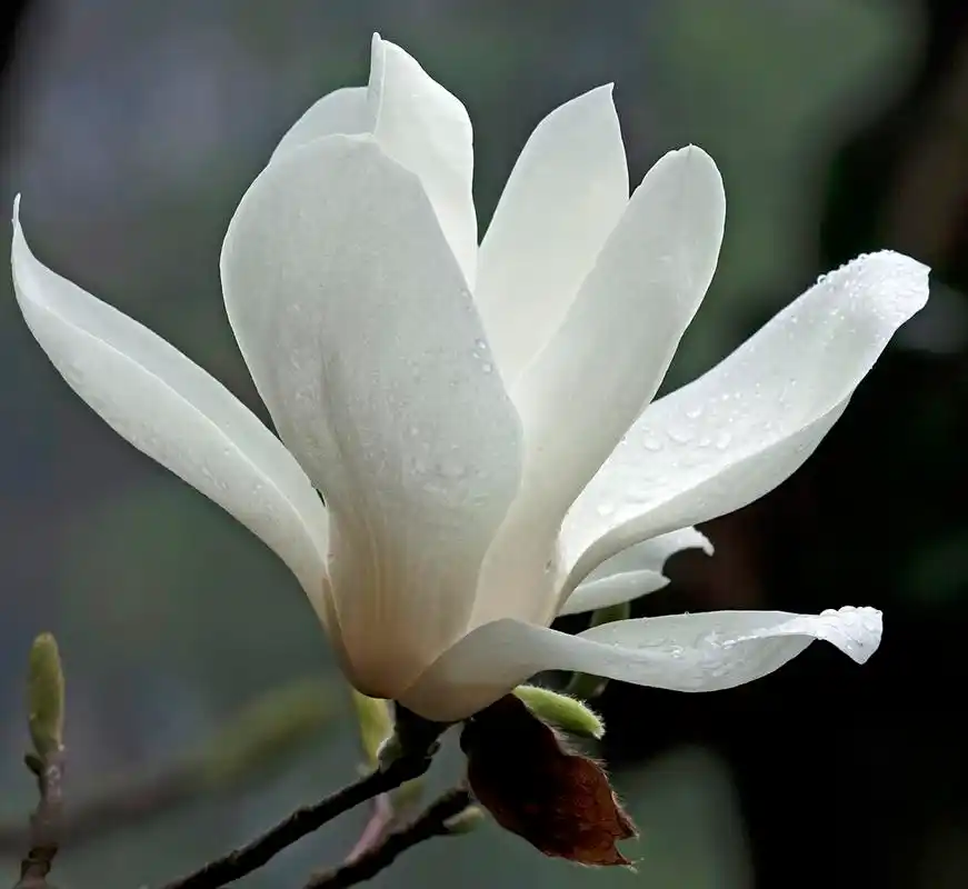 新鲜气味美丽的白色玉兰花