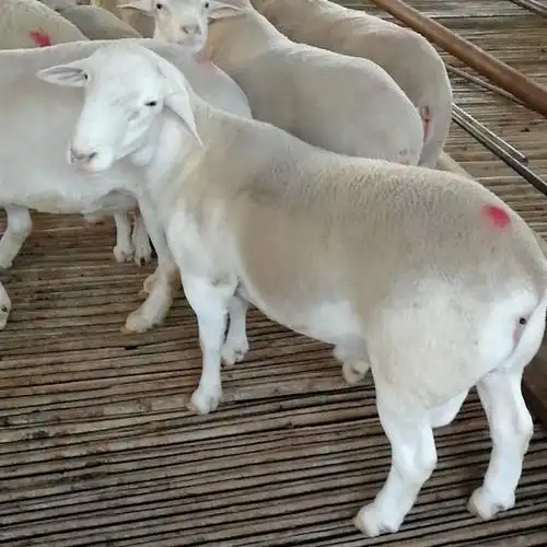 甘肃临夏哪里有卖白头杜泊羊小羊羔多少钱一只养殖场