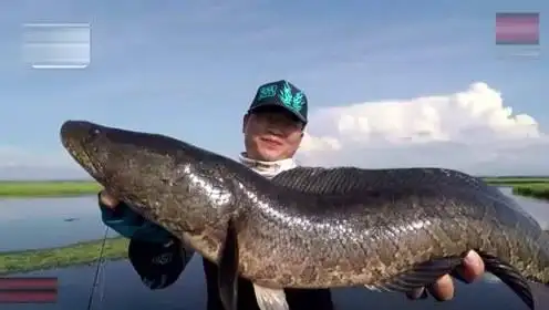 路亚男子湖泊中钓到巨型大黑鱼,看这大小,绝对有三四十斤!