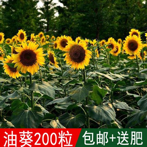 溢芳种业出售花海专用葵花籽向日葵油葵种子榨油观赏四季可播