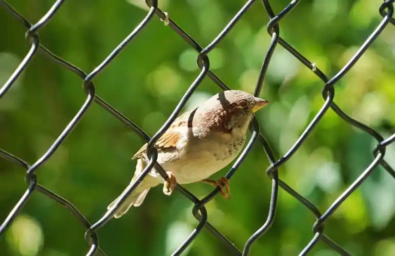 小麻雀们都藏到哪里去了呢