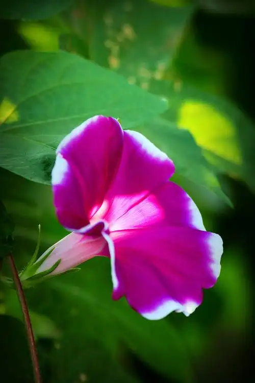 一组牵牛花 8月26日拍于龙潭西园