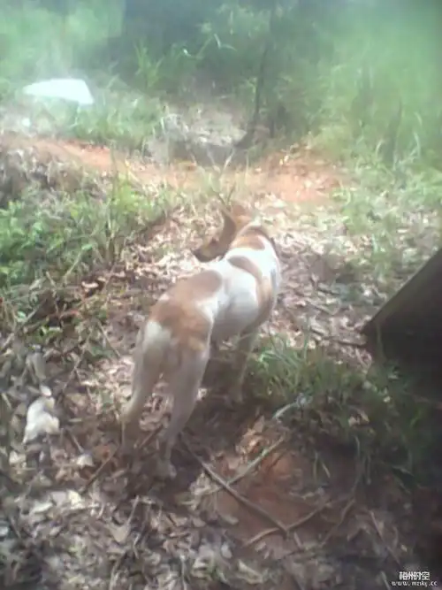 传说中的白狗黄头身带印