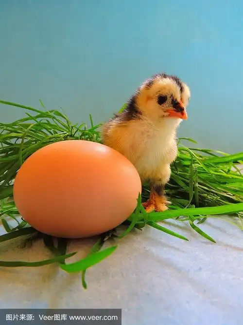 小鸡,动物蛋,进化,新生命