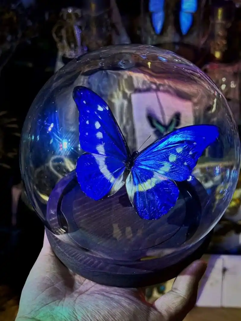 光明女神蝶 光明女神闪蝶(学名:morpho helena):是鳞翅目,闪蝶科,闪蝶