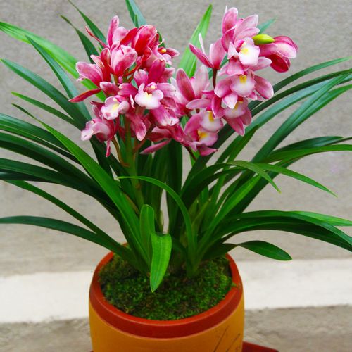 兰花香妃矮种建兰盆栽室内四季花卉观花绿植花卉