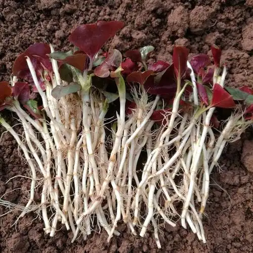 农村春天野菜大全图片及名称(能吃的100种野菜图片和名字)