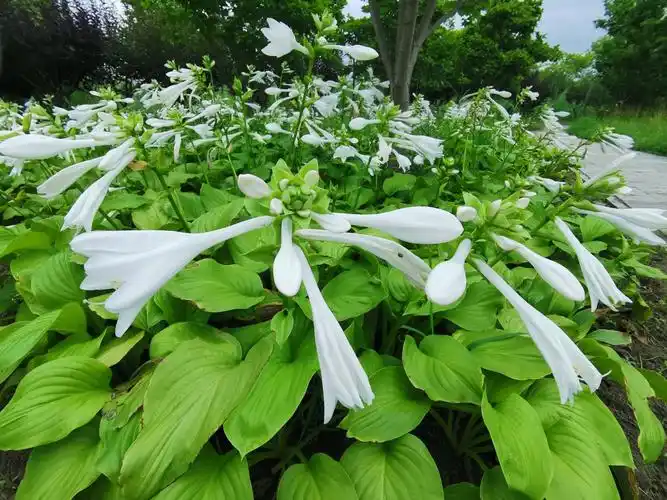 西风昨夜惊庭绿,满院清香恼杀人|手机花卉摄影系列玉簪花