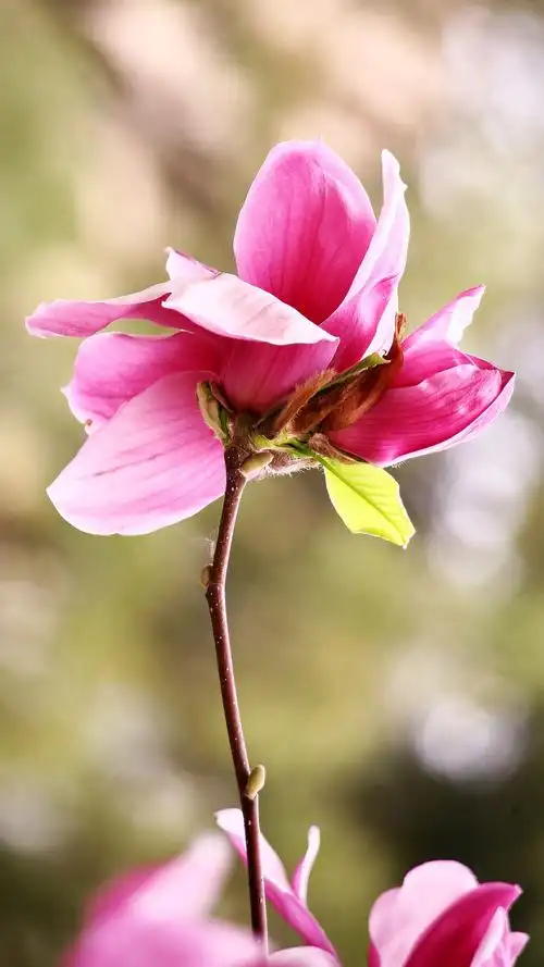 辛夷花 - 默涵 - 我的博客