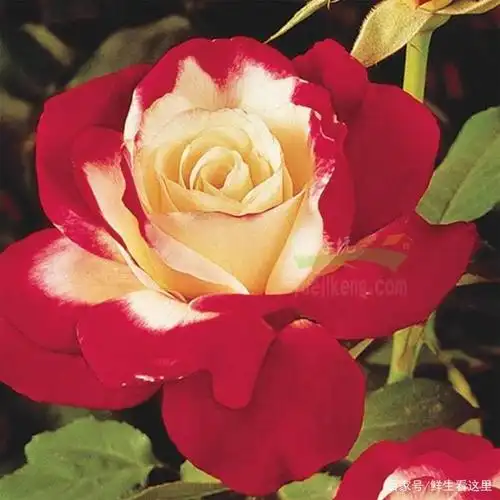 红双喜月季是什么花?