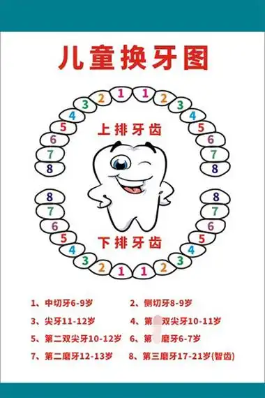 沉稳!换牙齿顺序和年龄图"关注母亲"-第1张图片-追风博客