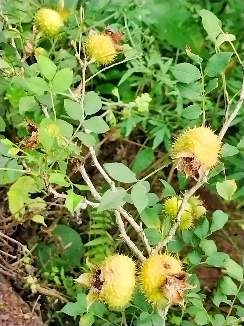 朋友们上午好#这是自己栽的刺梨子,可以吃的,有的可能不认识 - 抖音