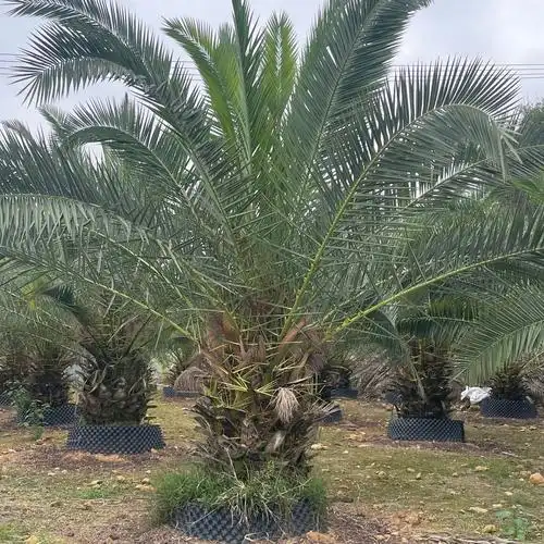 福建加拿利海枣基地种植 加拿利海枣价格 加拿利海枣产地批发