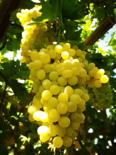 有多远走多远新疆之吐鲁番葡萄沟,天山大峡谷,可可托海(额尔齐斯河)到