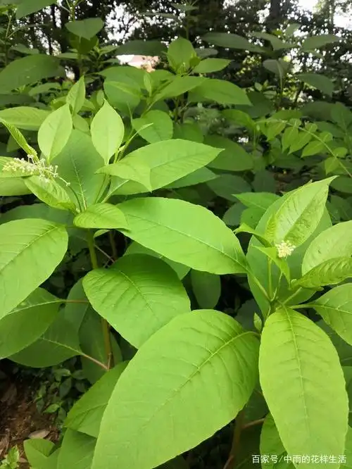 今天发现一种野菜,名字叫商陆,你们吃过吗?