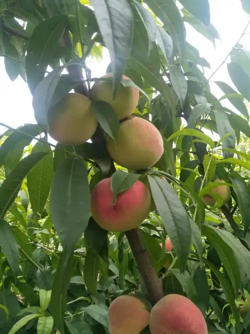 下岗桃园送桃子了!转发朋友圈三天免费送桃子一斤.