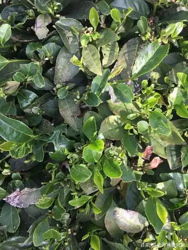 品茶容易,种茶难-茶树白星病的鉴别与防治