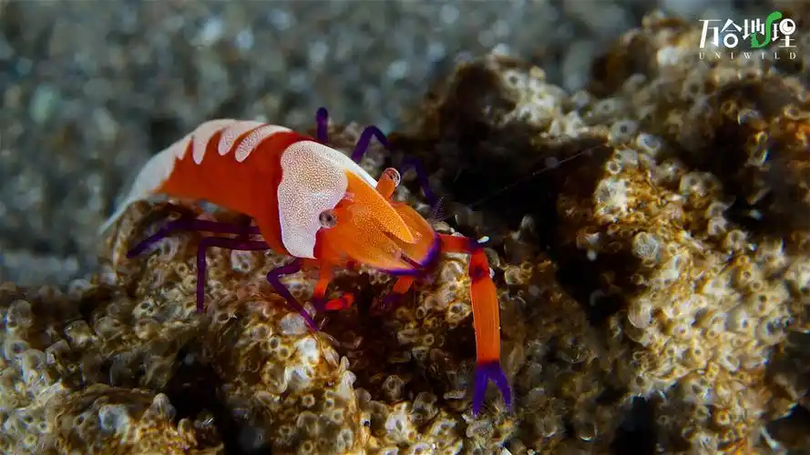 独臂大侠帝王虾拍摄于菲律宾