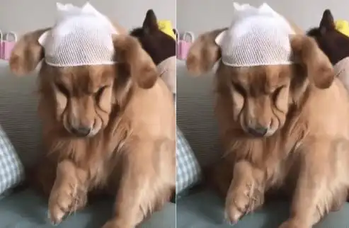 原创金毛受伤老公说给它简单包扎了一下回家看见笑岔气