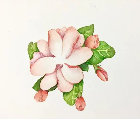 水彩西府海棠附步骤