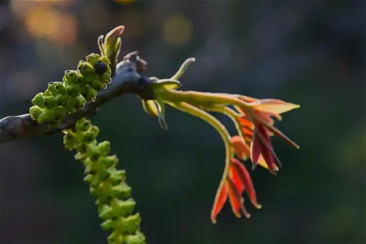 【套图】咱家核桃树开花了-蜂鸟网